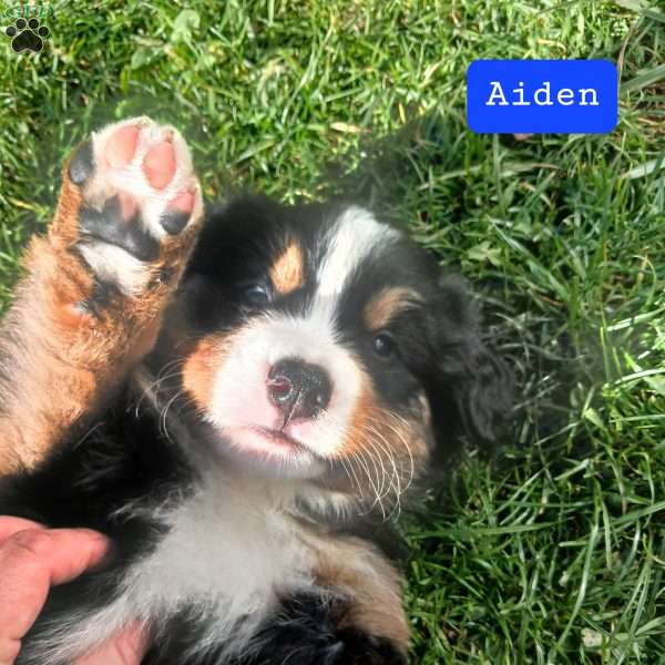 Aiden, Bernese Mountain Dog Puppy